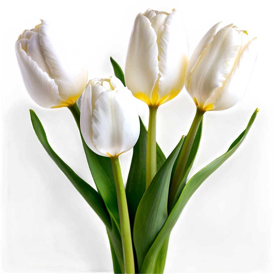 White Tulip Png 92