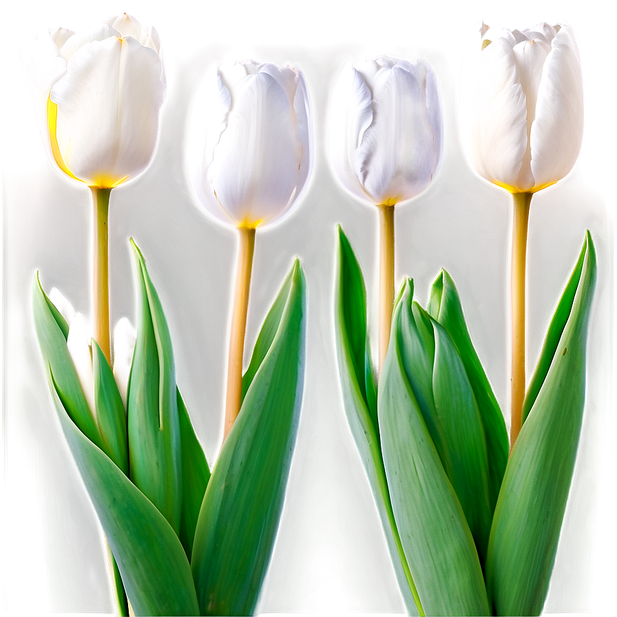 White Tulips Elegance Png 05242024
