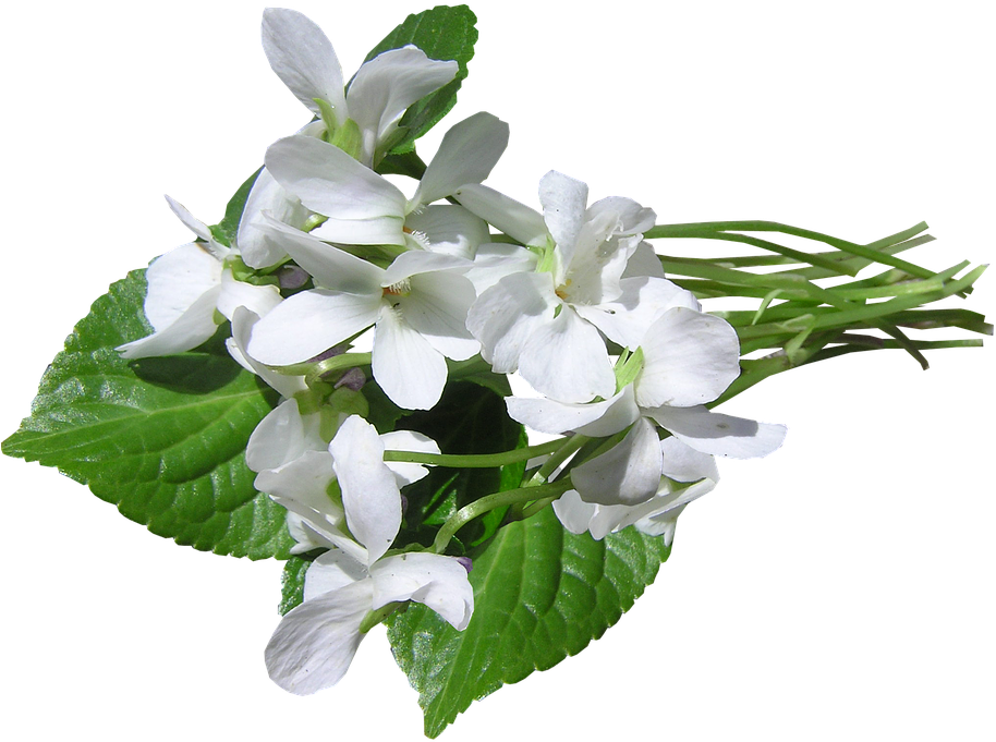 White Violet Flowers Transparent Background