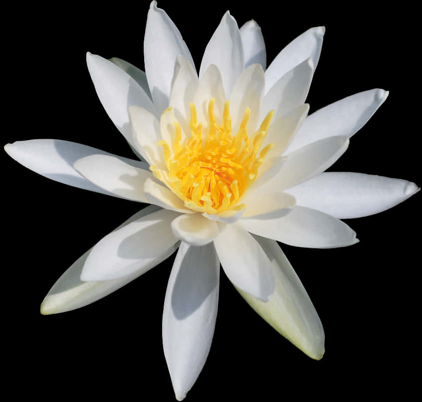 White Water Lily Black Background