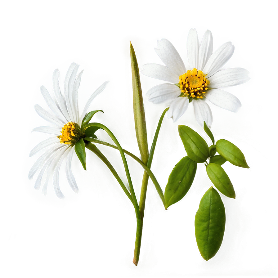 White Wildflower Png Wdx