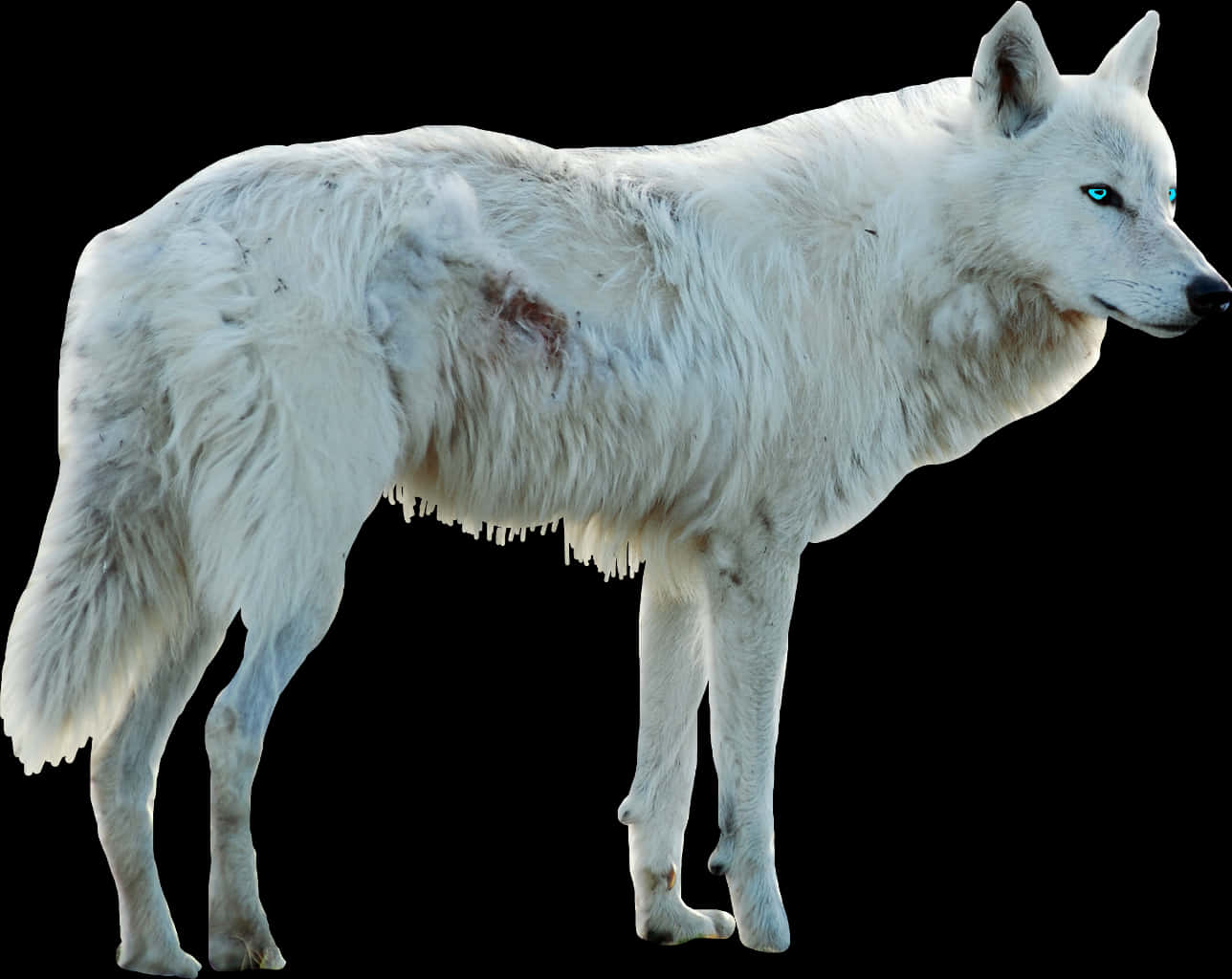 White Wolf Blue Eyes Isolated