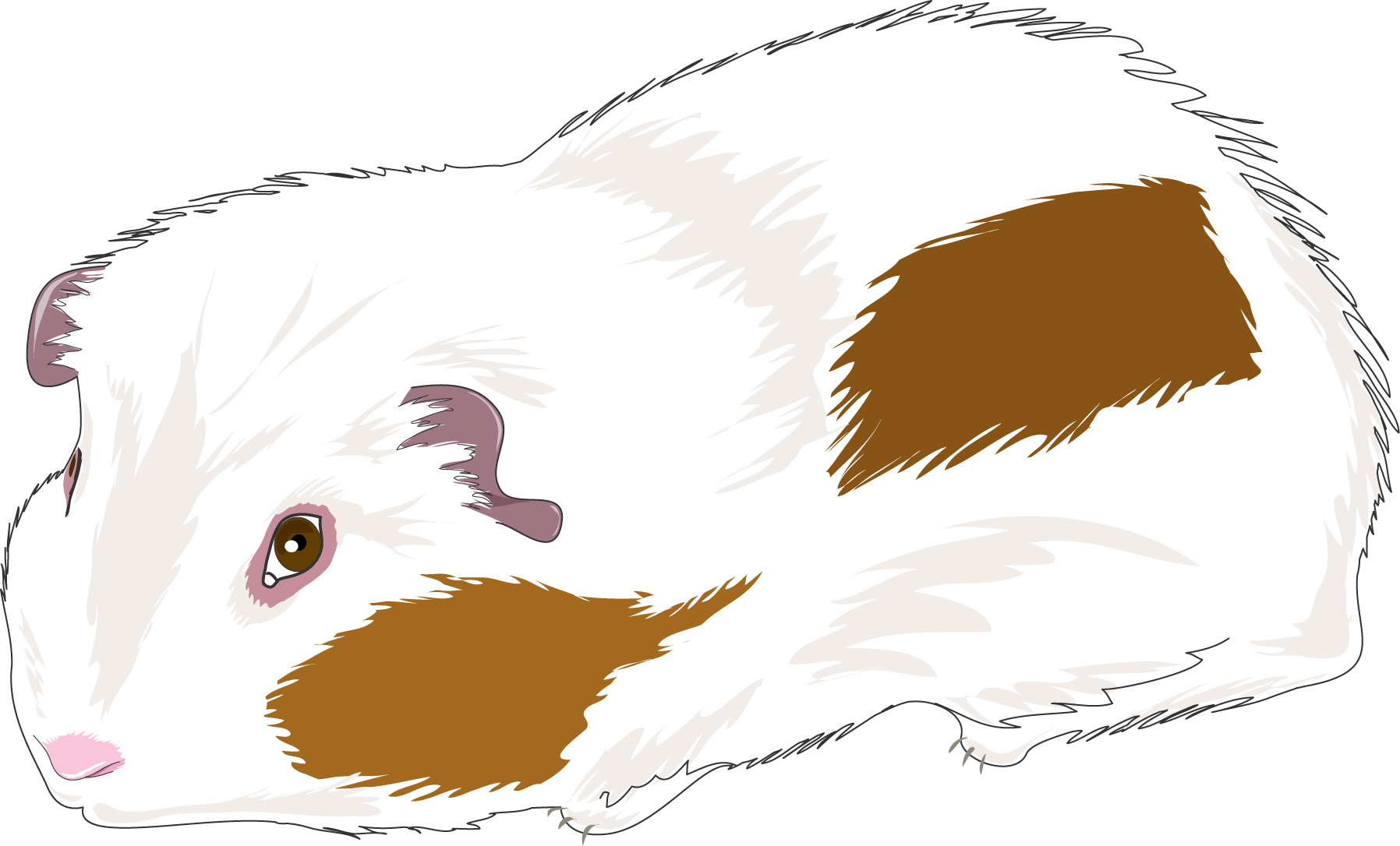 Whiteand Brown Guinea Pig Illustration