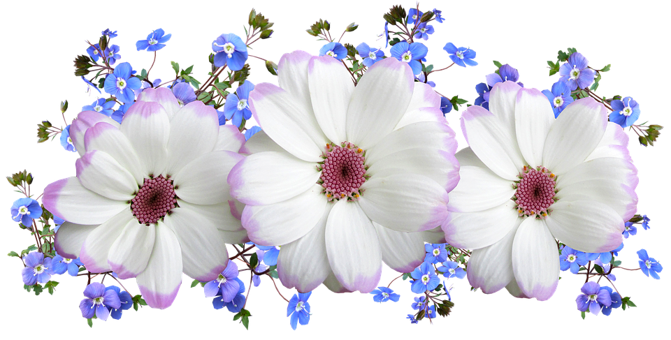 Whiteand Purple Flowers Transparent Background