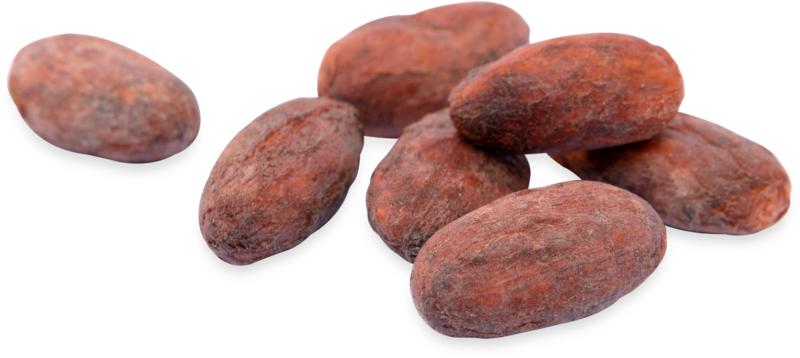 Whole Cacao Beans Isolated