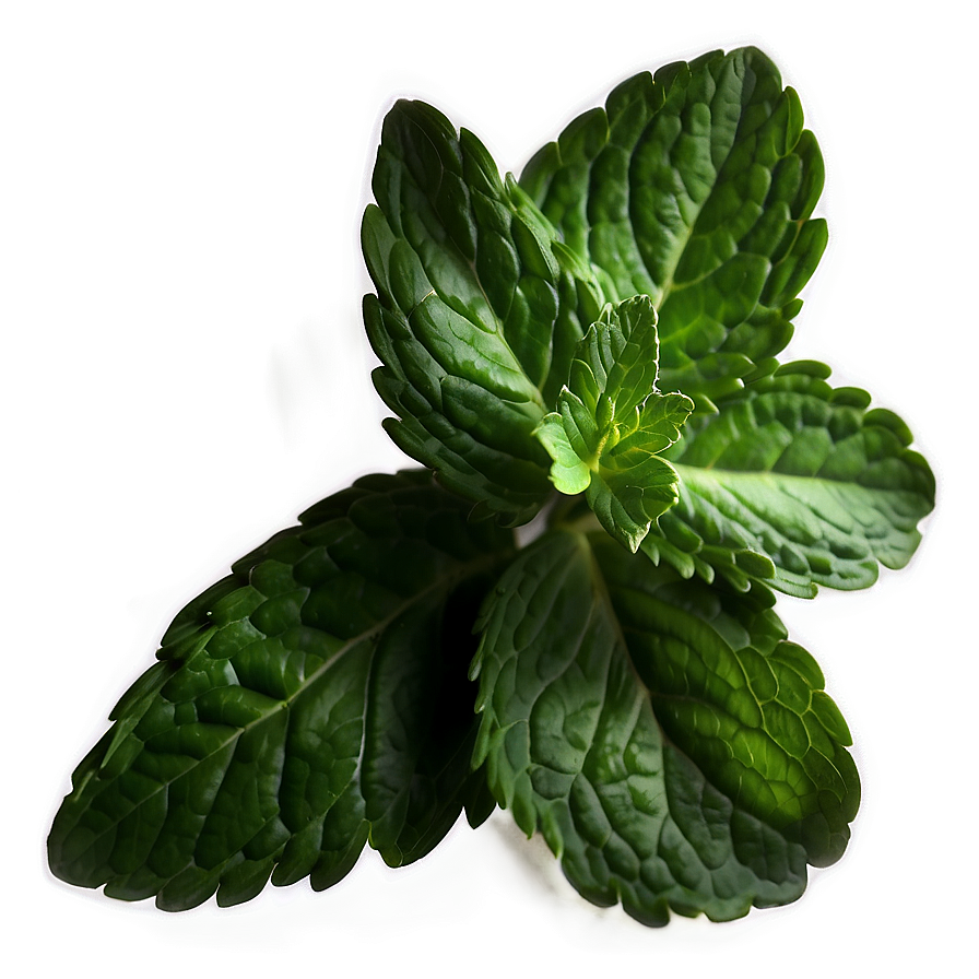 Whole Mint Leaves Png 89