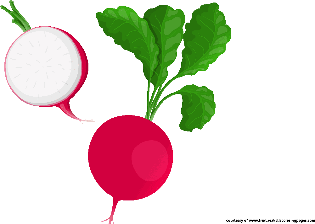 Wholeand Half Radish Illustration