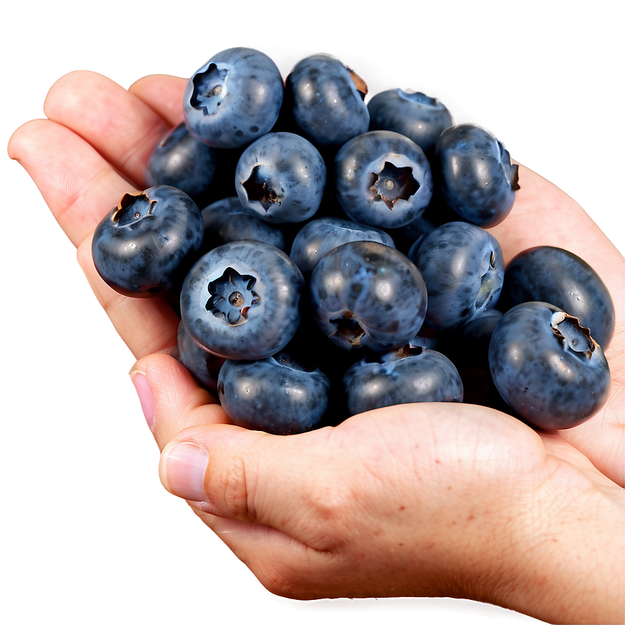 Wholesome Blueberry Handful Png Fdr61