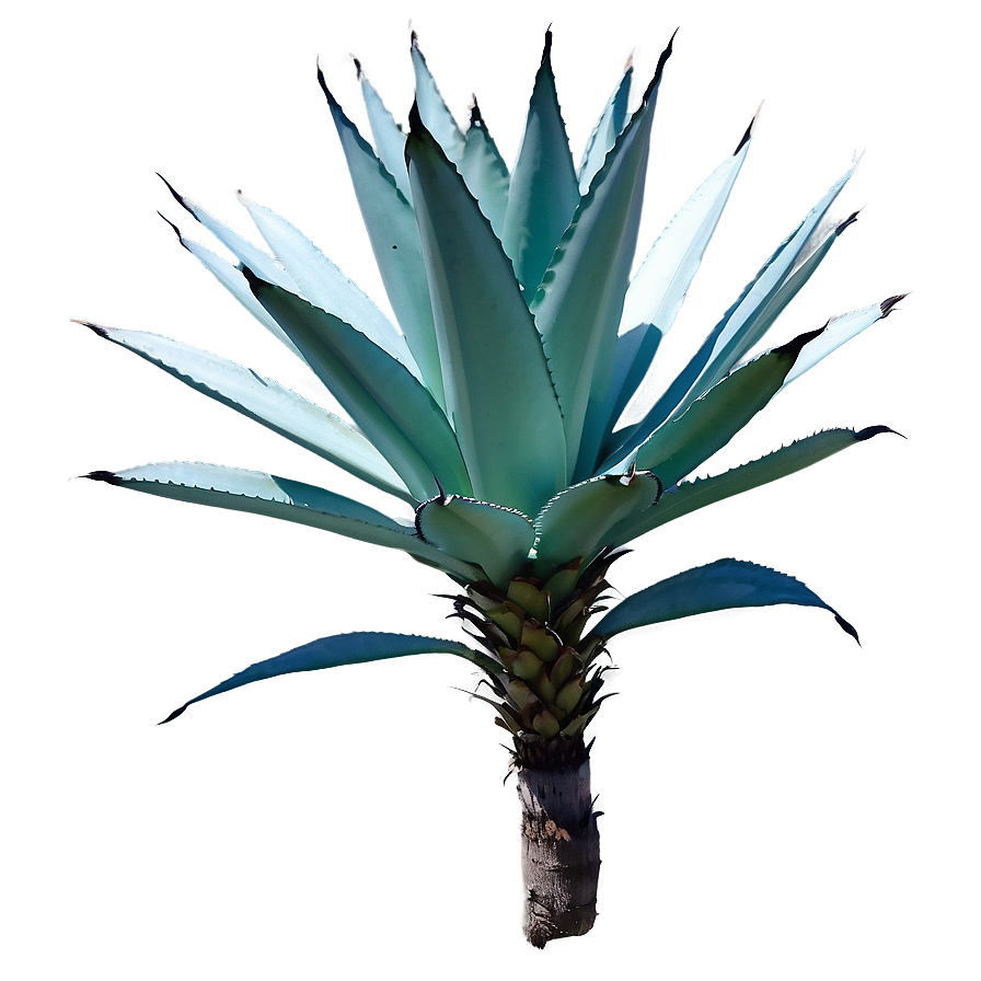 Wild Agave Plant Png 06282024