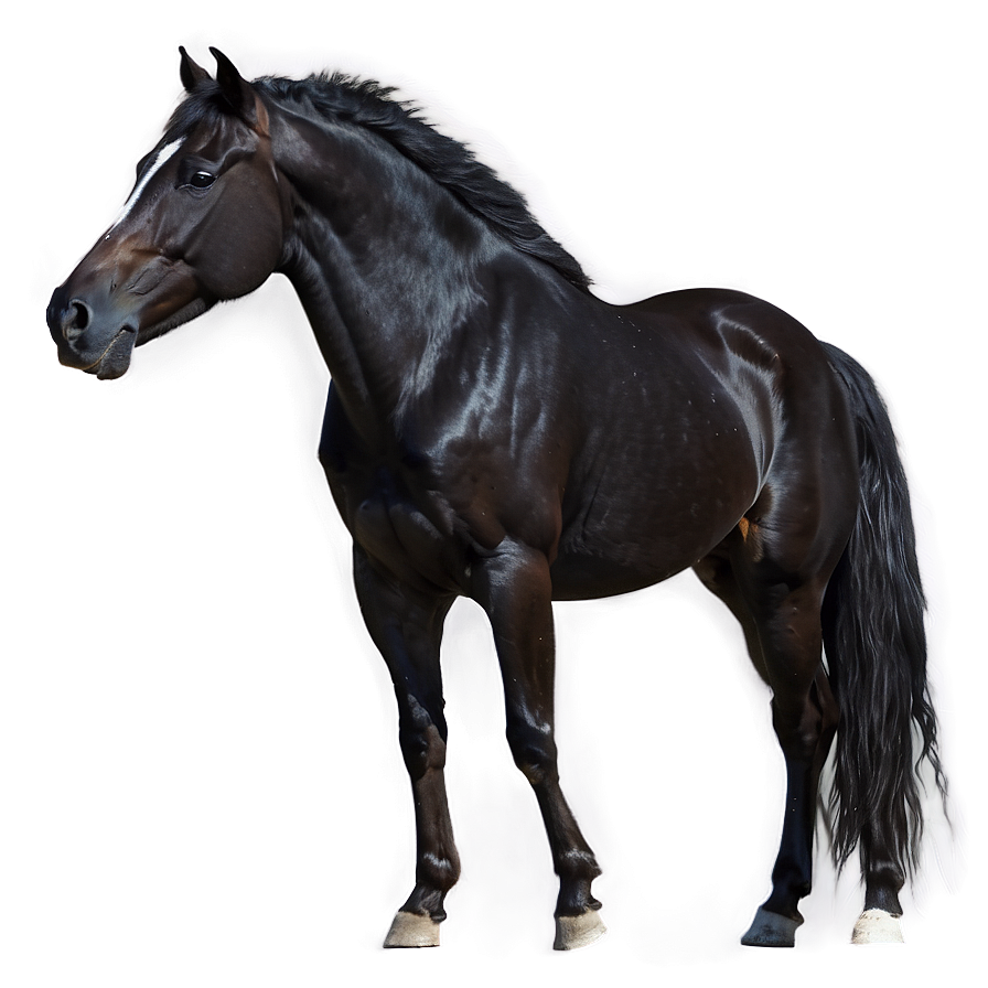 Wild Black Mustang Image Png Pql84