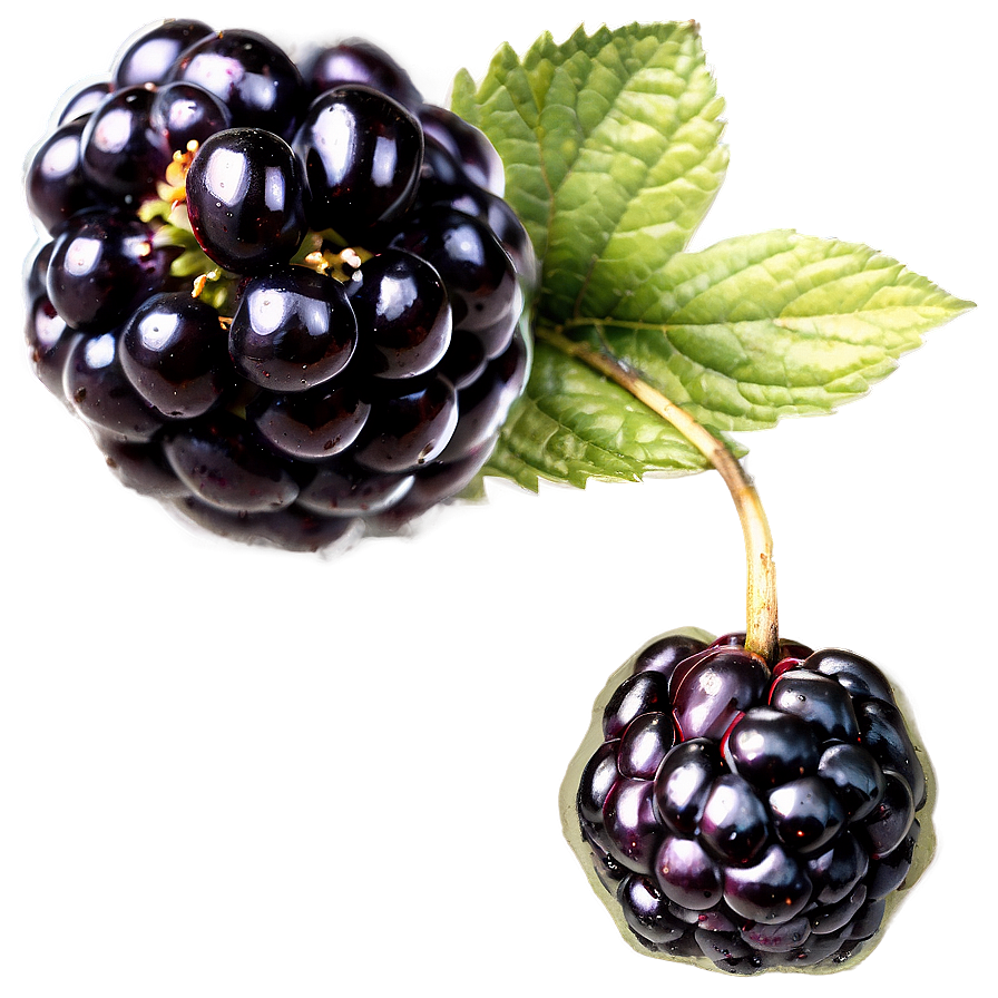 Wild Blackberry Png 05232024