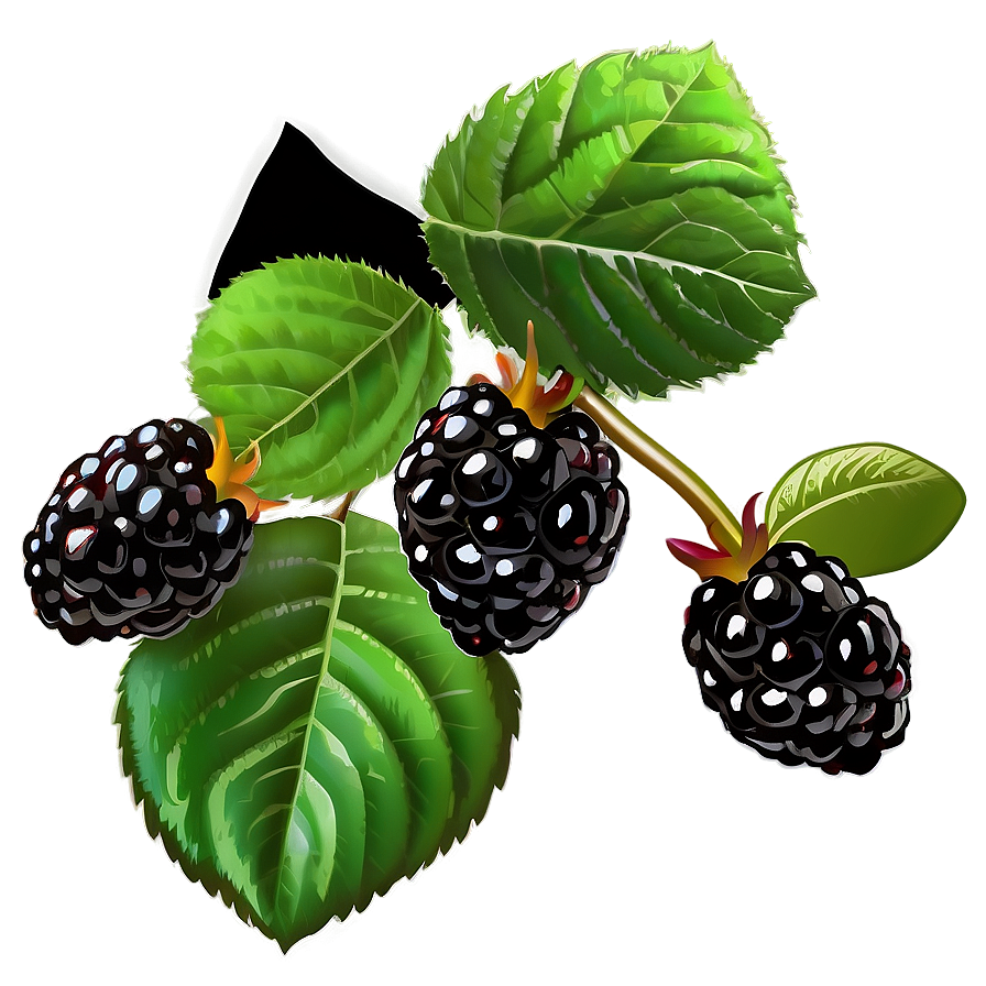 Wild Blackberry Png 91