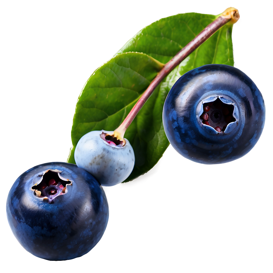 Wild Blueberries Png Glb59