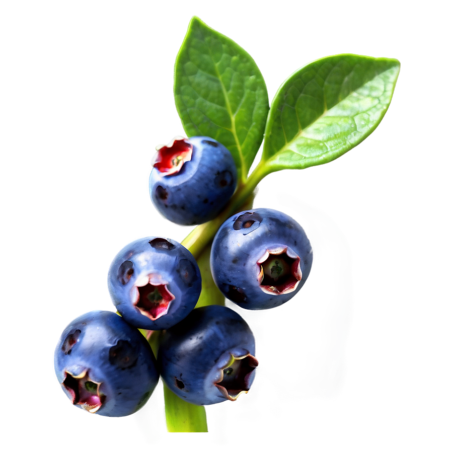 Wild Blueberry Bunch Png Efw56