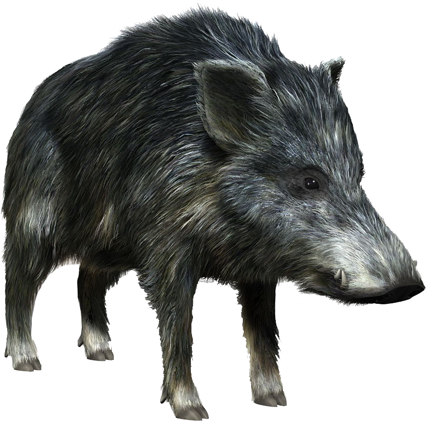 Wild Boar Illustration.png