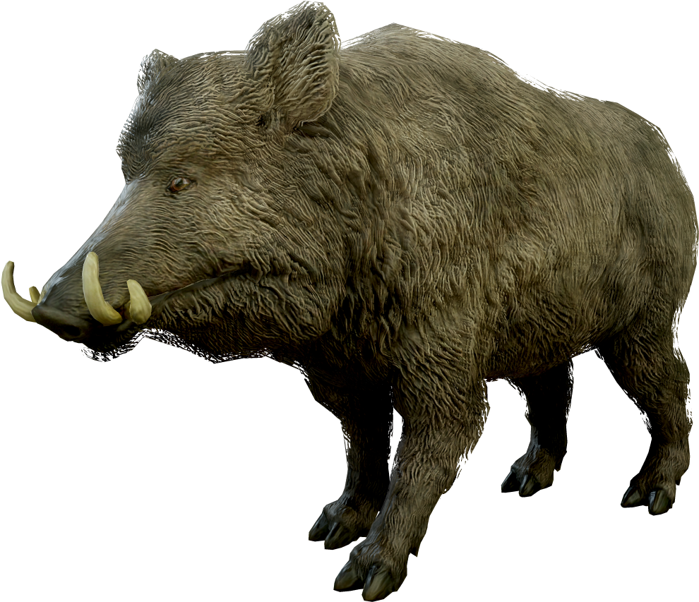 Wild Boar Isolatedon Transparent Background.png