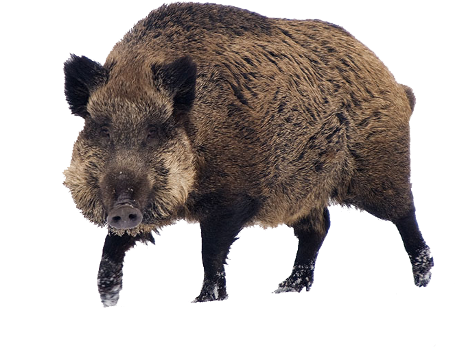 Wild Boar Standing Transparent Background.png