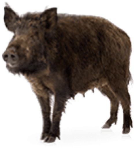 Wild Boar Standing Transparent Background.png