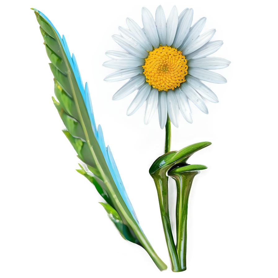 Wild Daisy Png 05212024