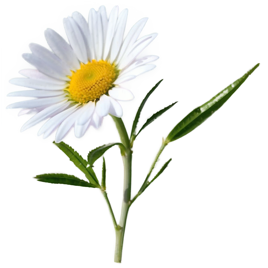 Wild Daisy Png 26