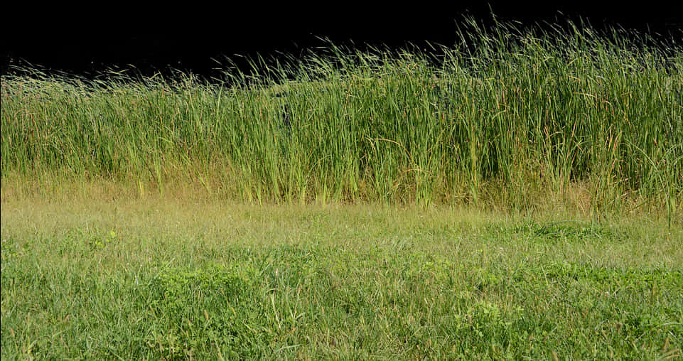 Wild Grass Field Texture