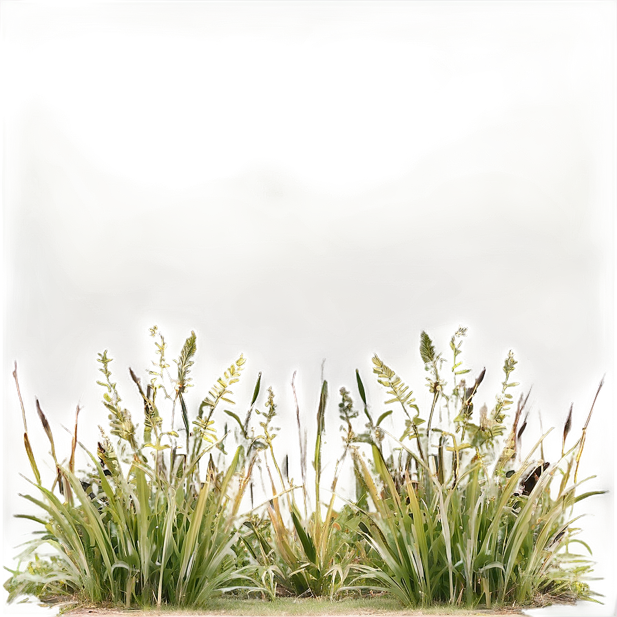 Wild Grass Field View Png Vfk77