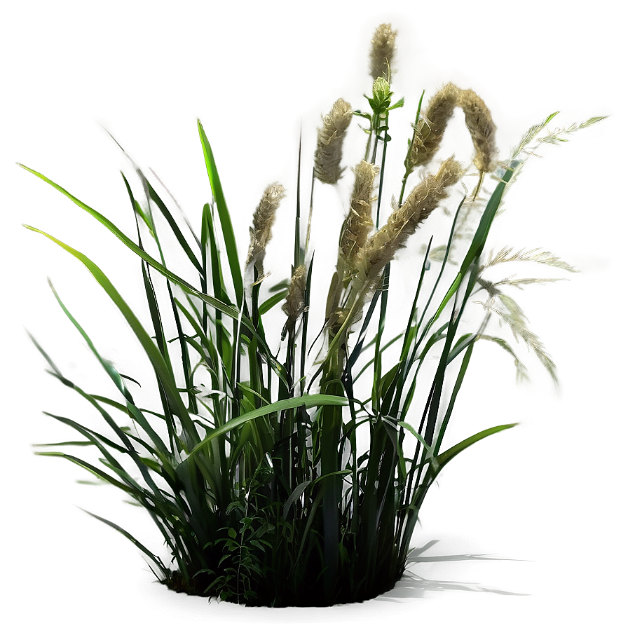 Wild Grass In Light Png 37