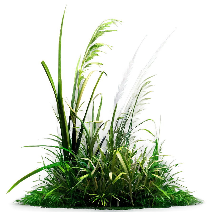 Wild Grass In Shade Png Wyv79