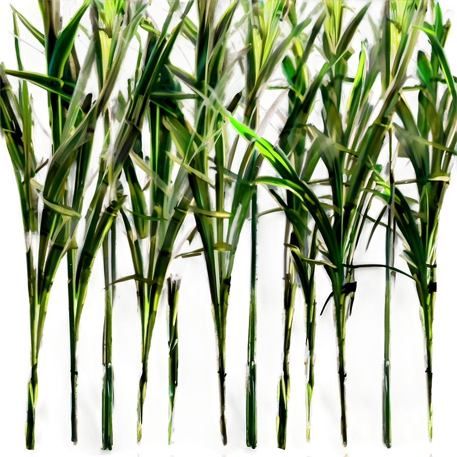 Wild Grass Texture Png 85