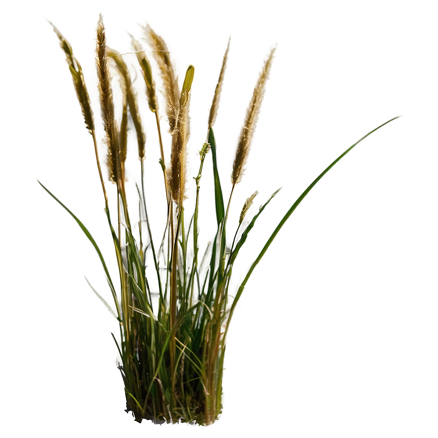 Wild Grass Under Blue Sky Png 84