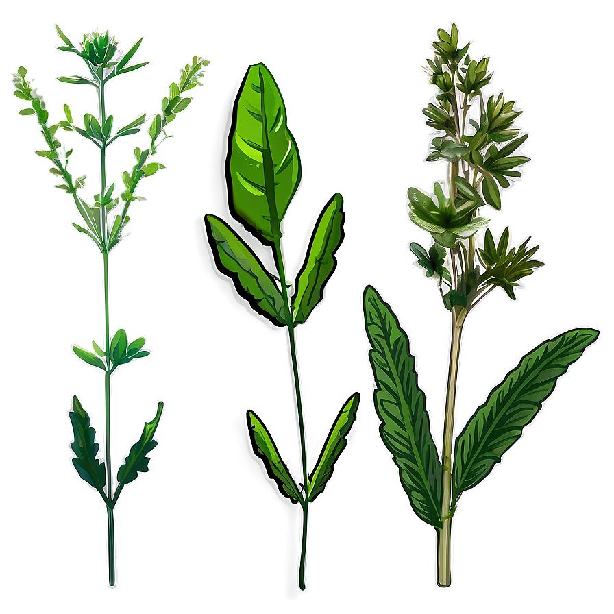 Wild Herb Png Obt