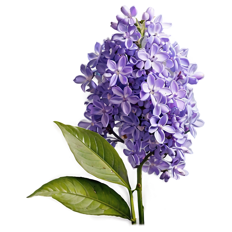 Wild Lilac Png Qqx69