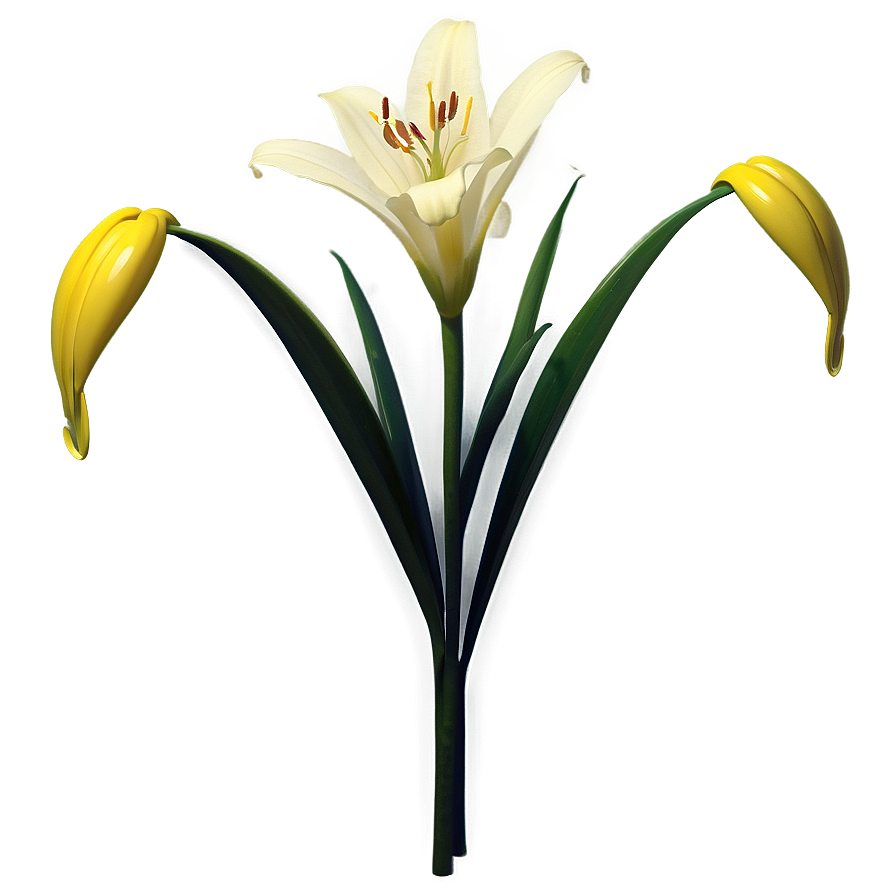 Wild Lily Flower Png 06272024