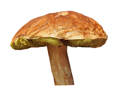 Wild Mushroom Against Black Background