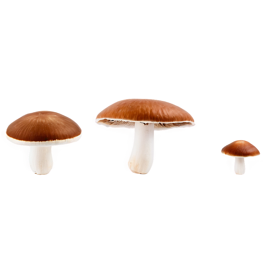 Wild Mushroom Png Tku