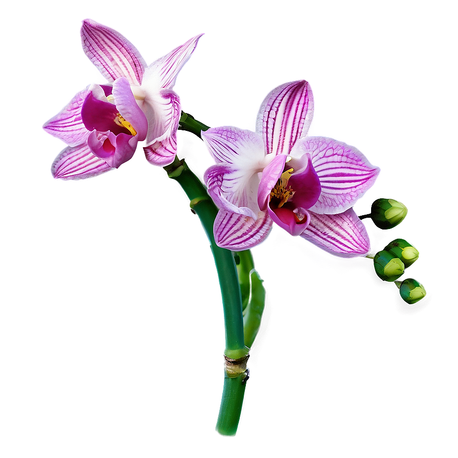 Wild Orchid Png 05242024