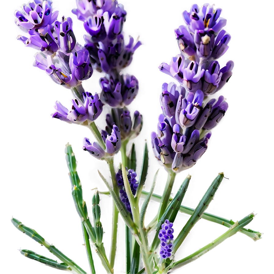 Wildcrafted Lavender Png 23