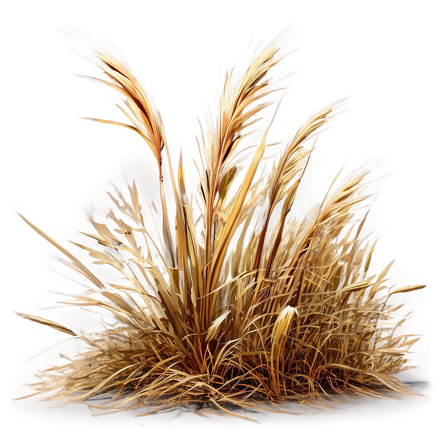 Windblown Dry Grass Png 06262024