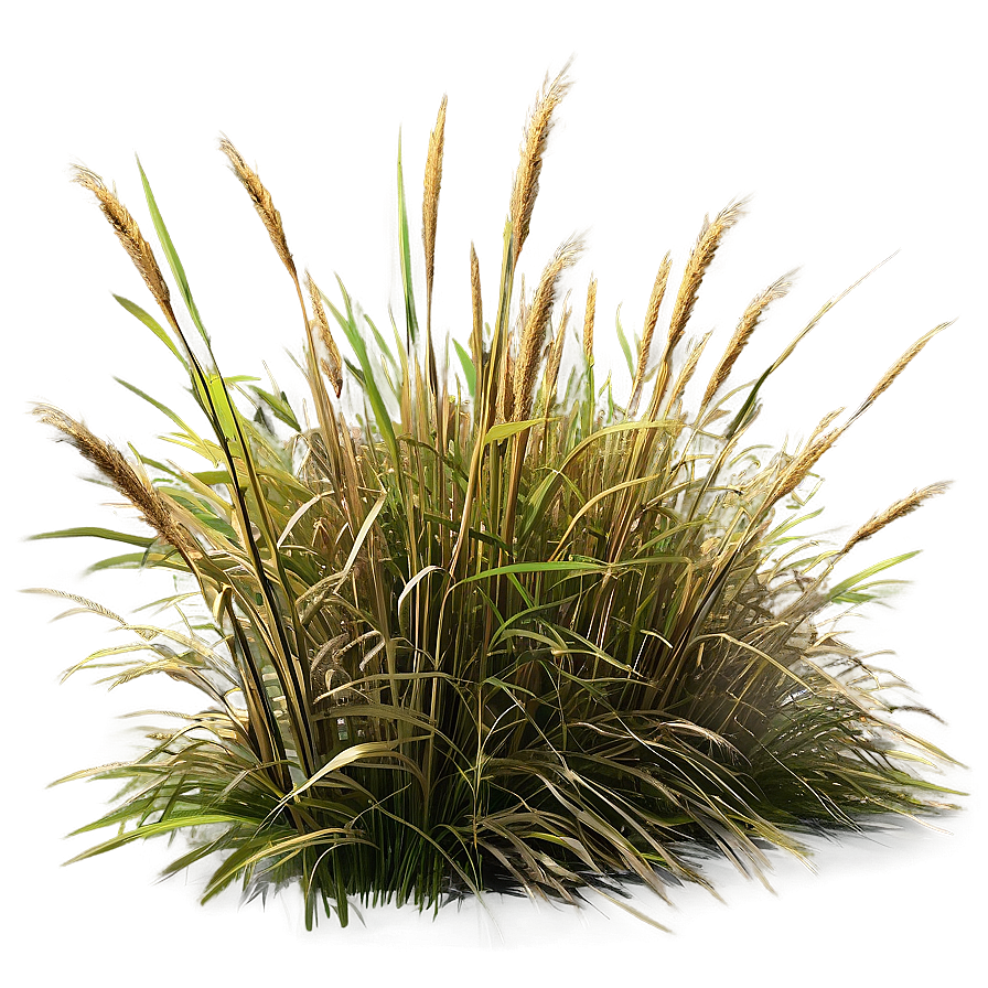 Windblown Grass Field Png 33