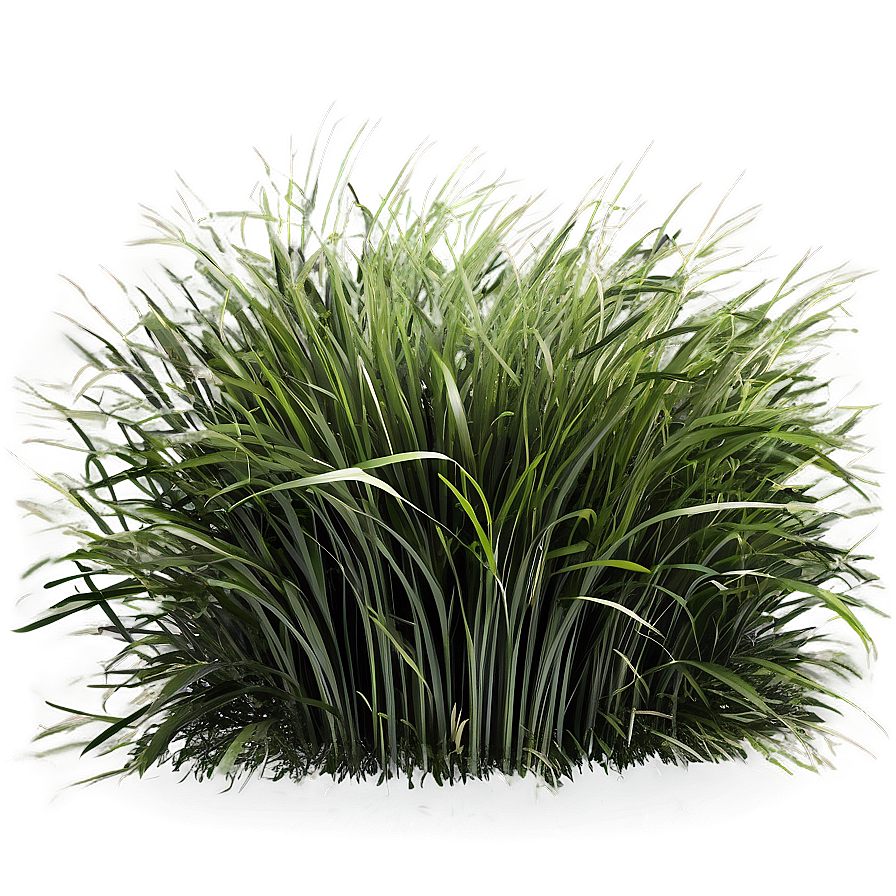 Windblown Grass Field Png 82