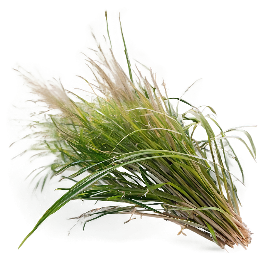 Windblown Grass Field Png Dop