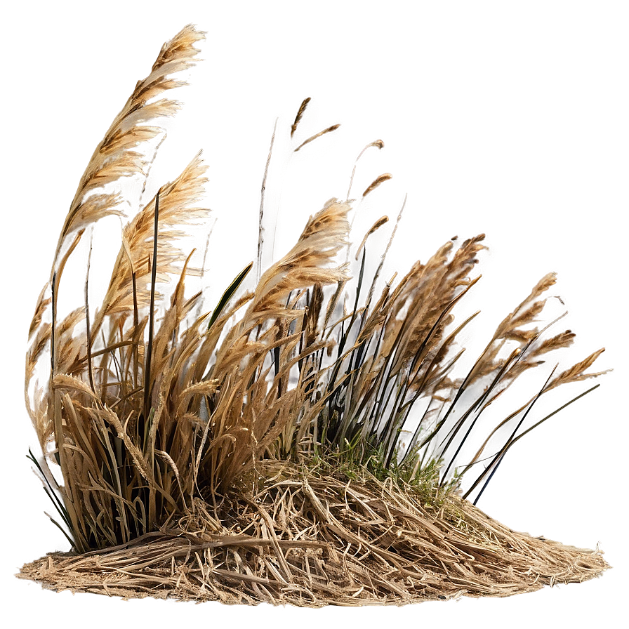 Windswept Dry Grass Png Lbp