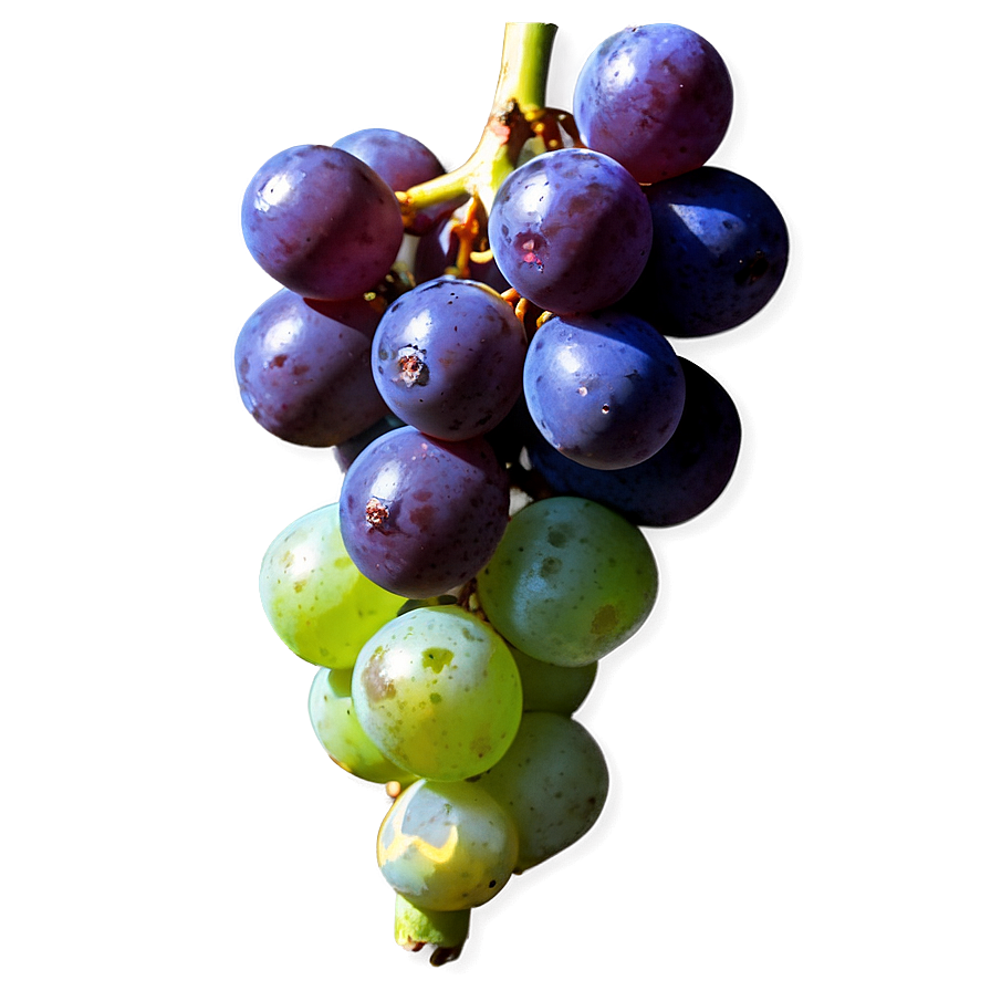 Wine Grape Png Mij61