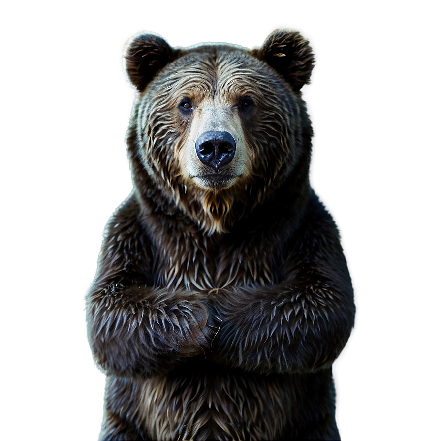 Winter Bear Png 28