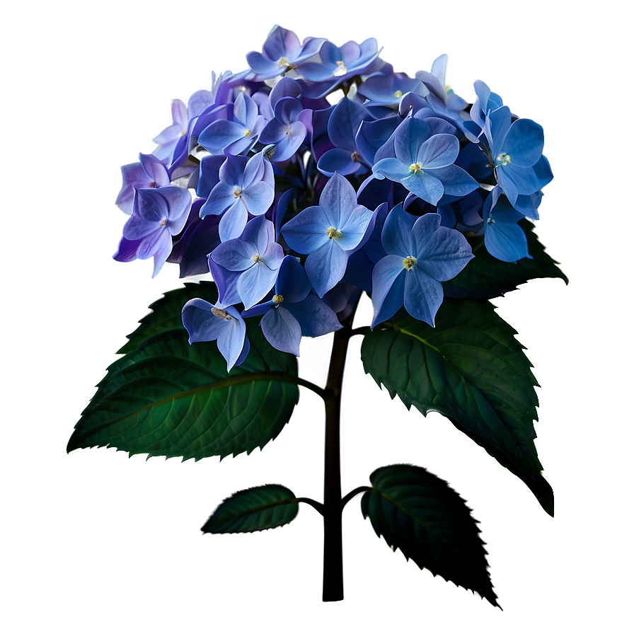 Winter Hydrangea Png 05242024