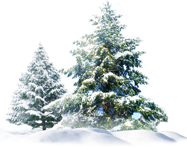 Winter_ Pine_ Trees_ Covered_in_ Snow.png