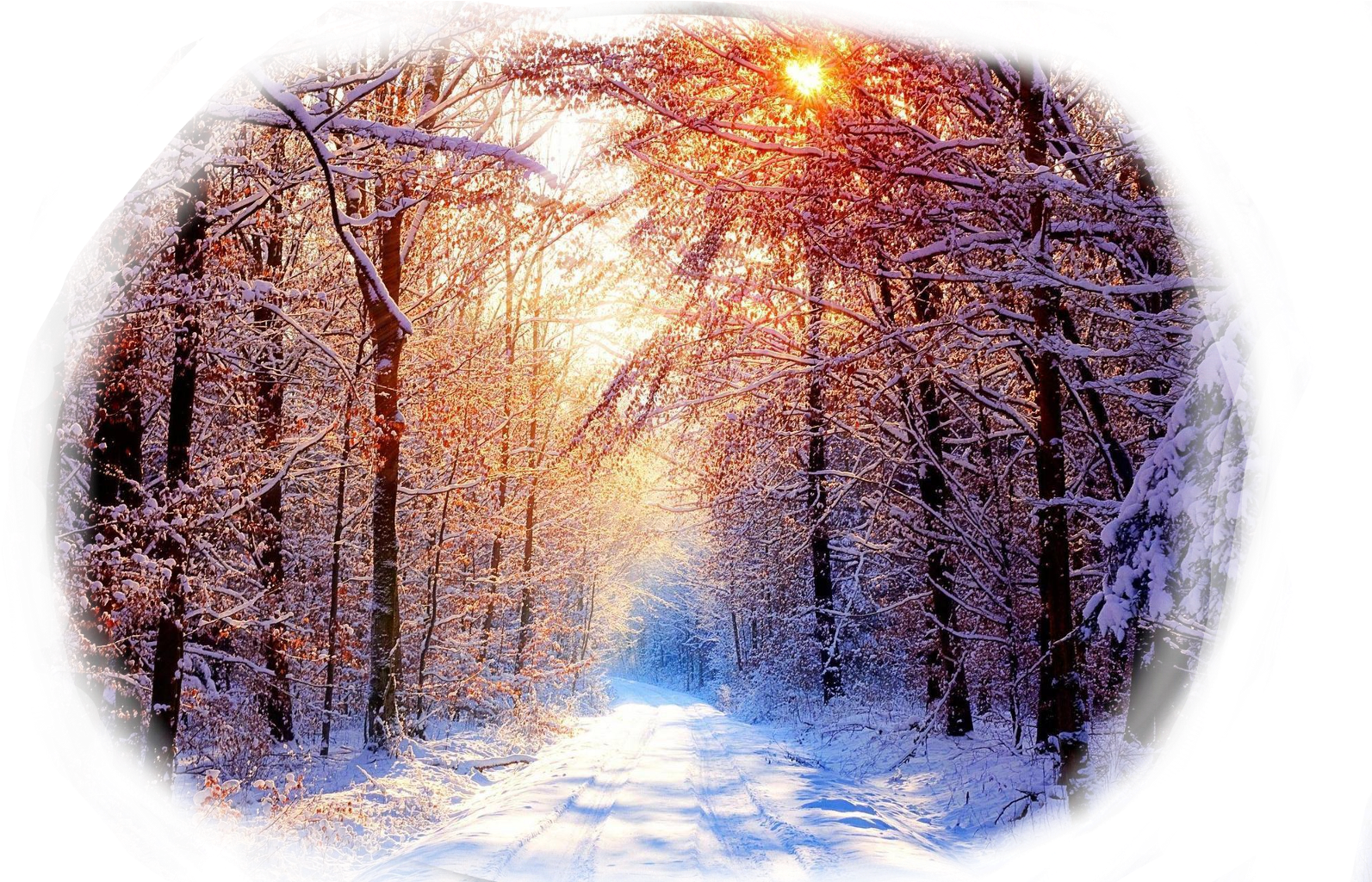 Winter Sunrise Forest Path.jpg