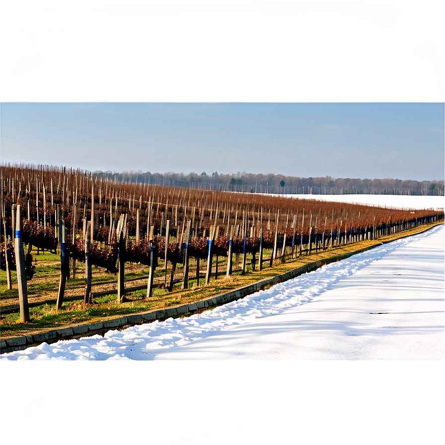 Winter Vineyard Landscape Png Sxt