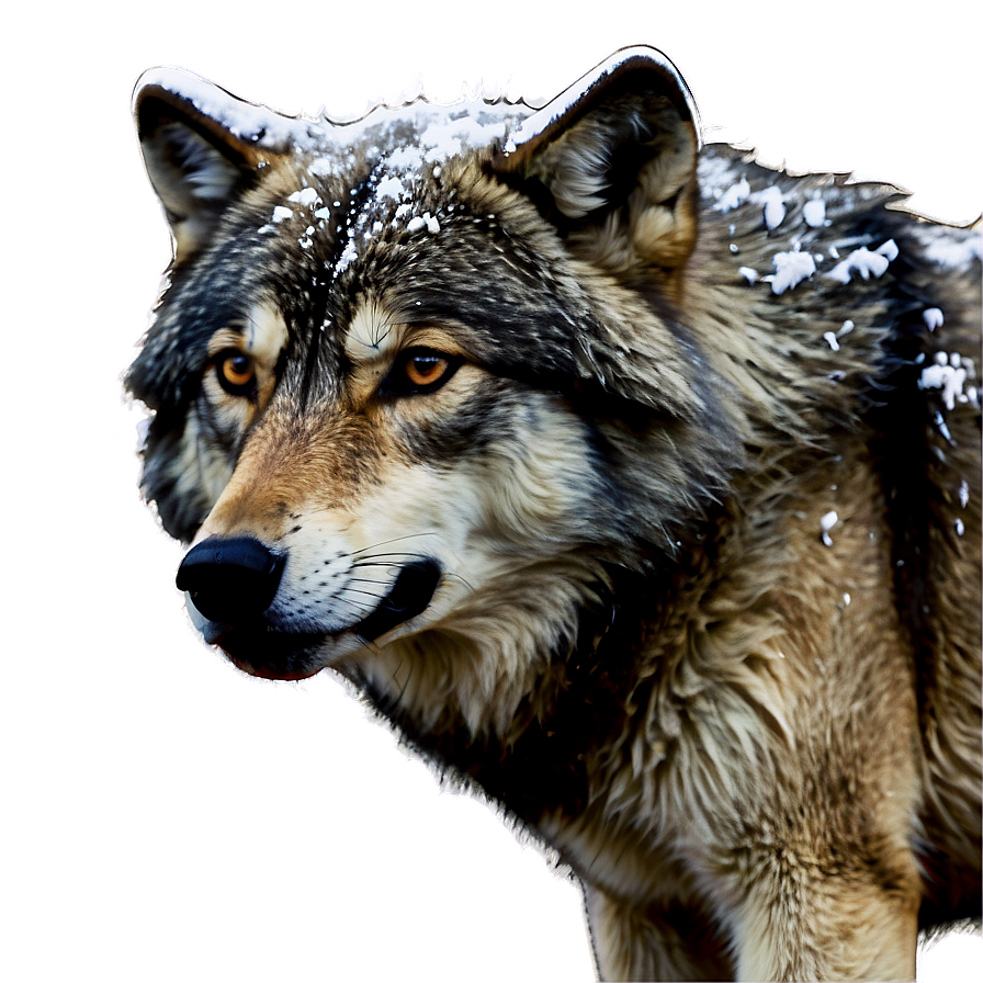 Winter Wolf In Snowfall Png 71