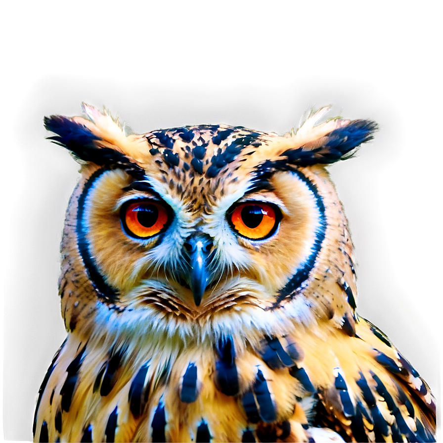 Wise Owl Png Vix